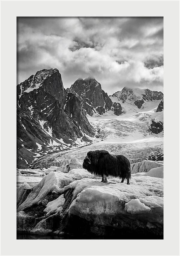 Musk Ox In Arctic Landscape