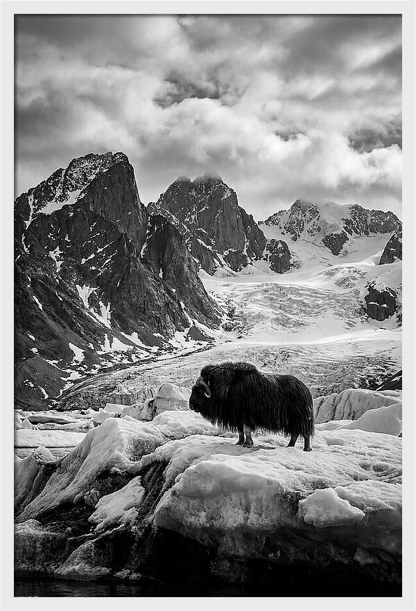 Musk Ox In Arctic Landscape