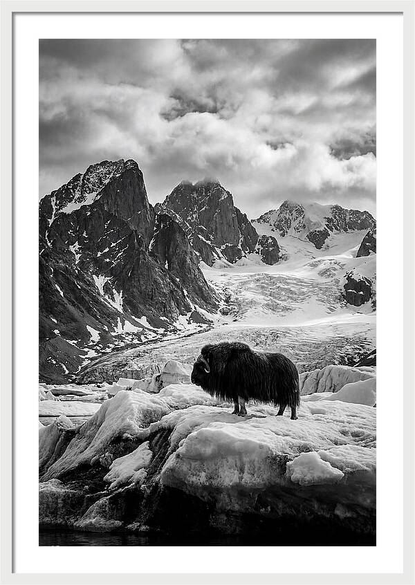 Musk Ox In Arctic Landscape