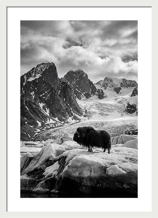 Musk Ox In Arctic Landscape