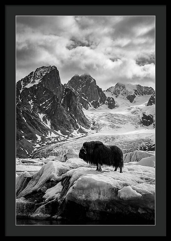 Musk Ox In Arctic Landscape