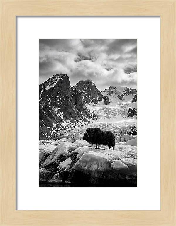 Musk Ox In Arctic Landscape