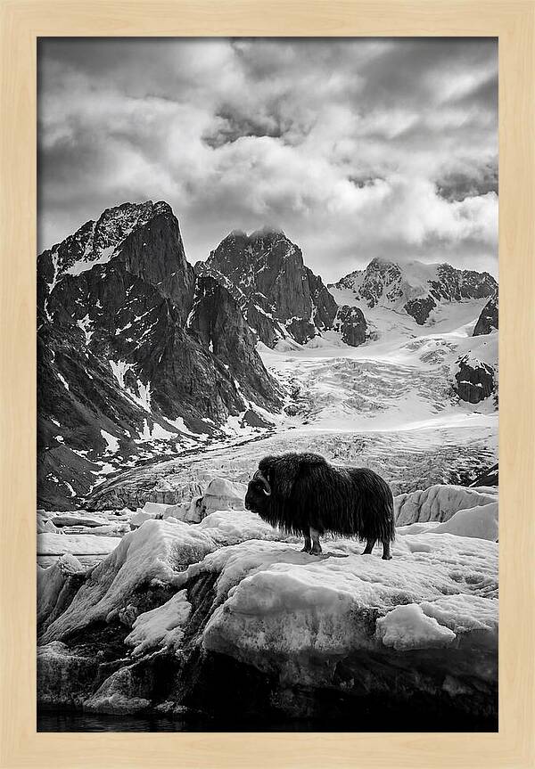 Musk Ox In Arctic Landscape