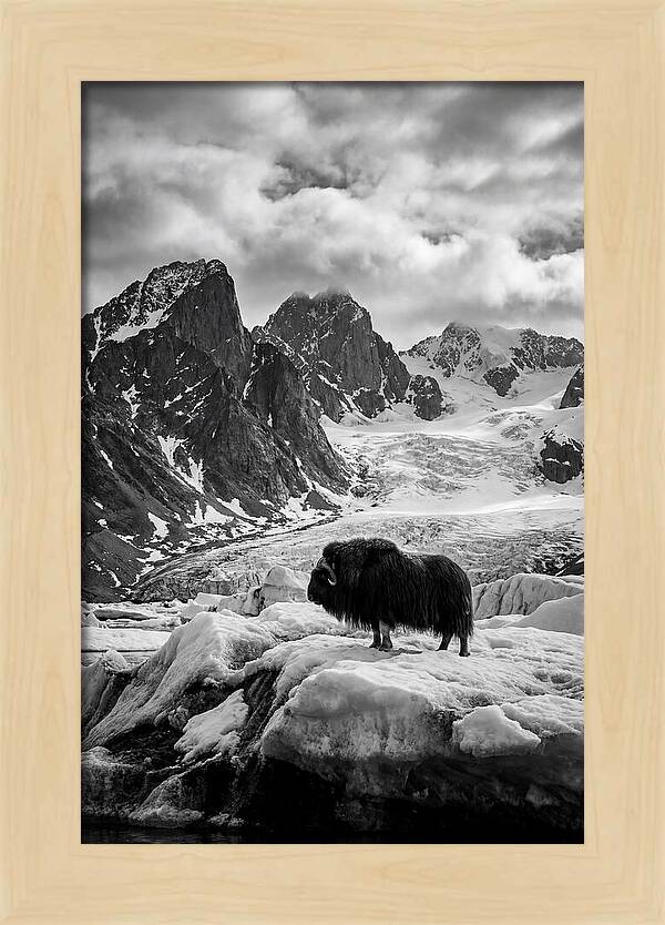 Musk Ox In Arctic Landscape