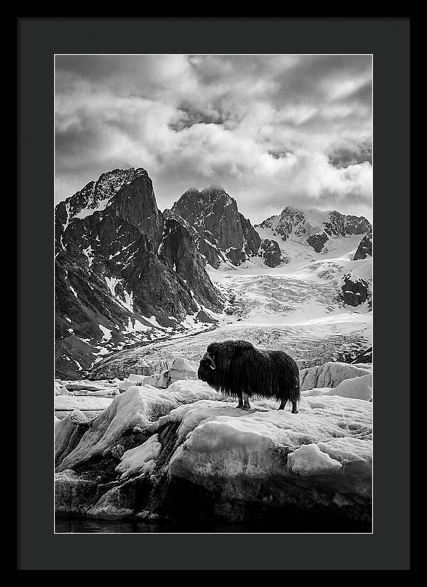 Musk Ox In Arctic Landscape