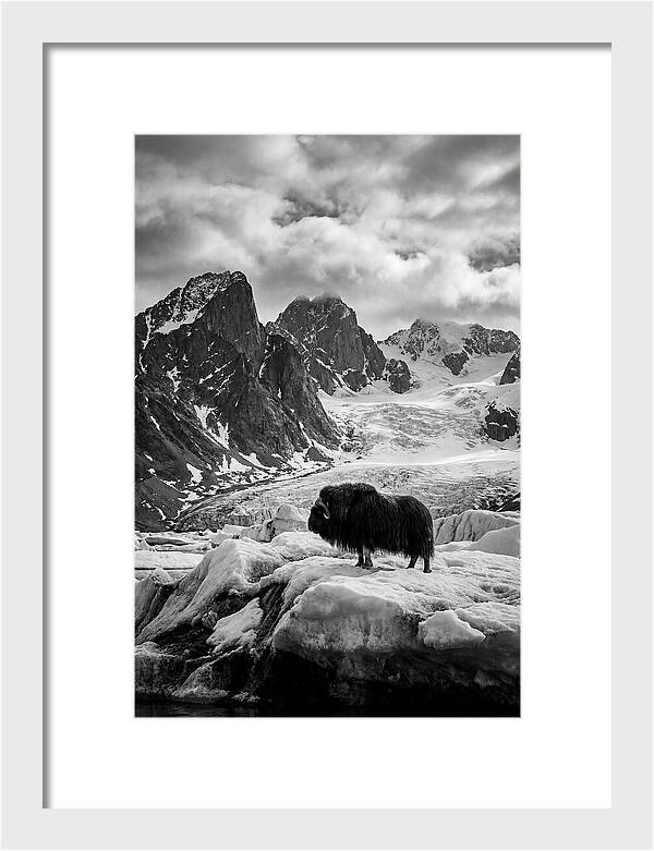 Musk Ox In Arctic Landscape