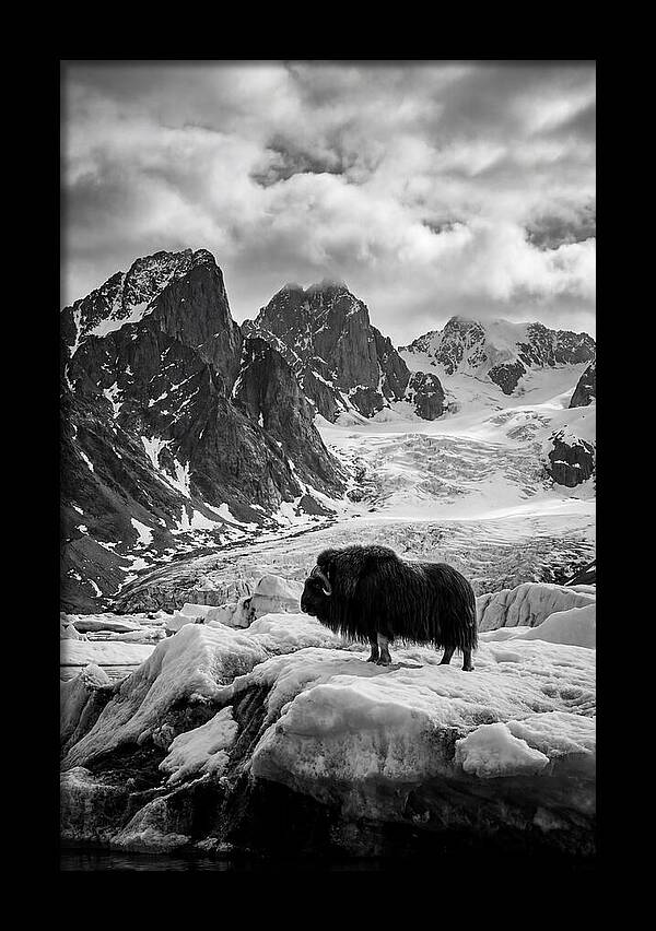 Musk Ox In Arctic Landscape