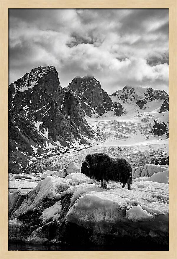 Musk Ox In Arctic Landscape