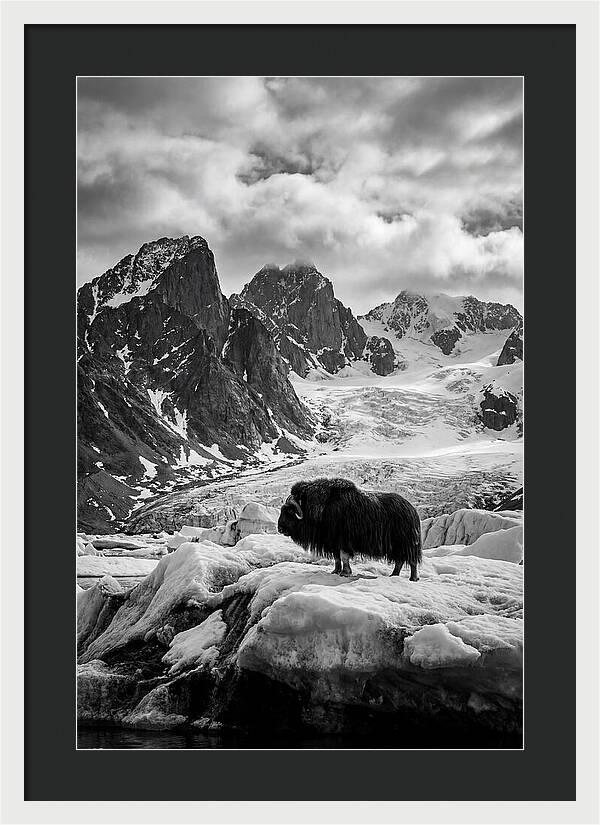 Musk Ox In Arctic Landscape