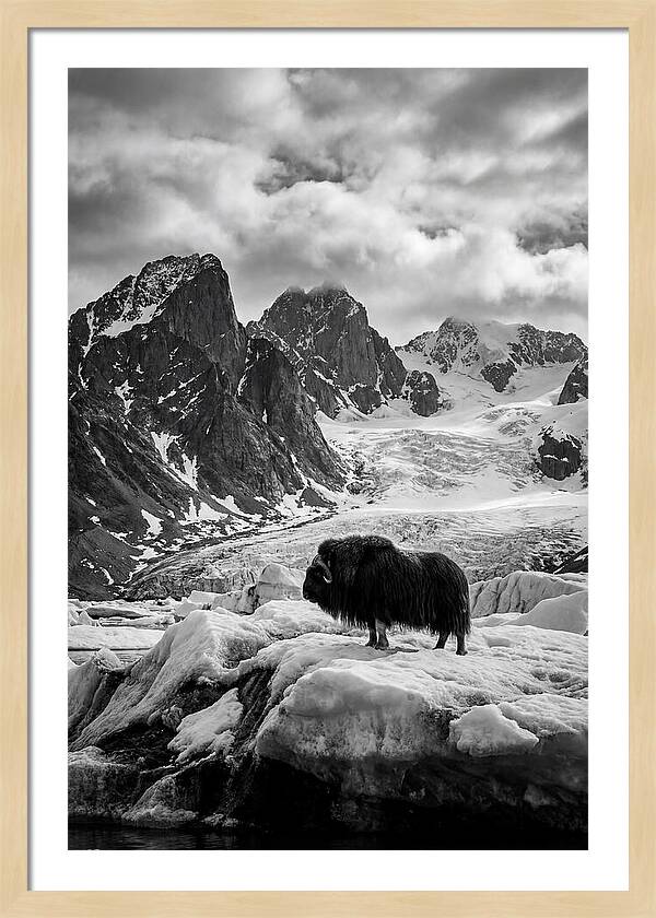 Musk Ox In Arctic Landscape