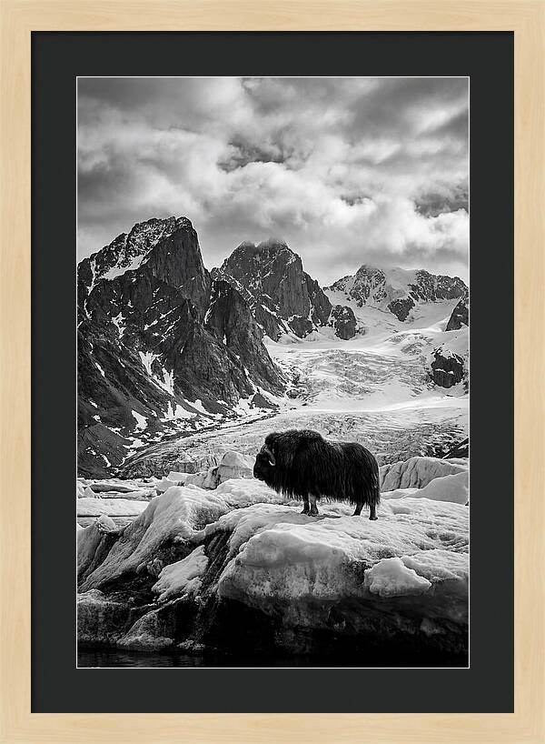 Musk Ox In Arctic Landscape
