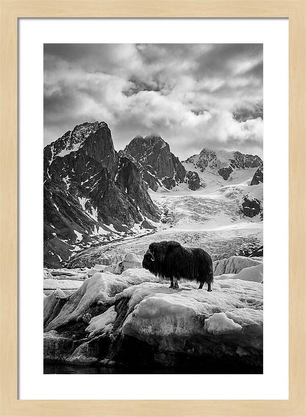 Musk Ox In Arctic Landscape