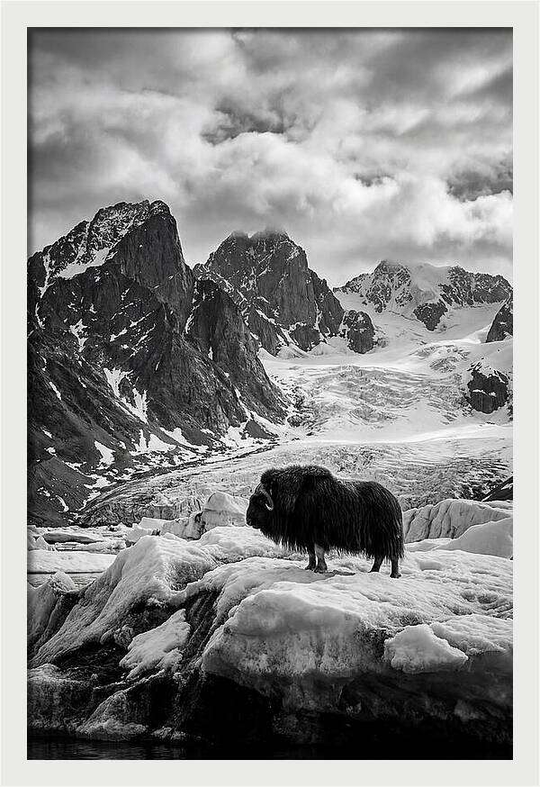 Musk Ox In Arctic Landscape