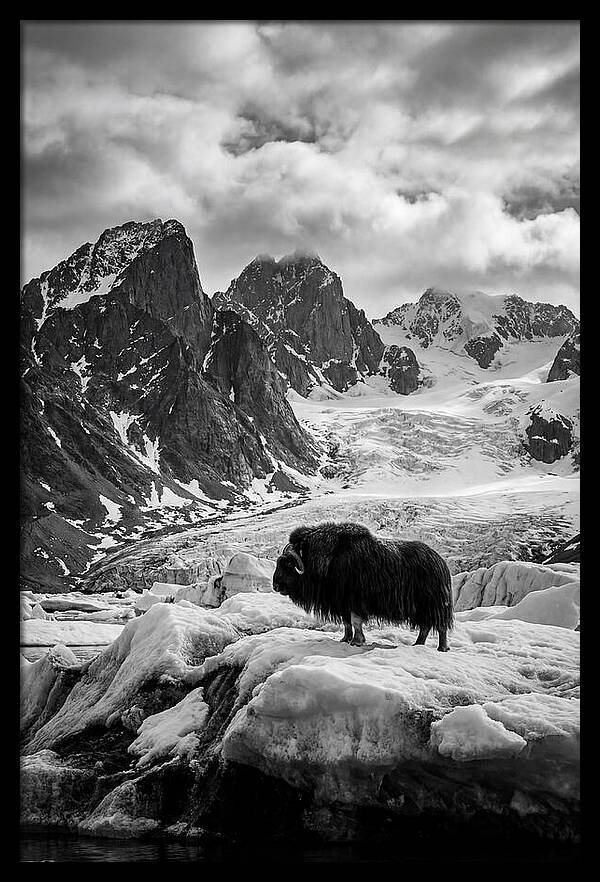 Musk Ox In Arctic Landscape