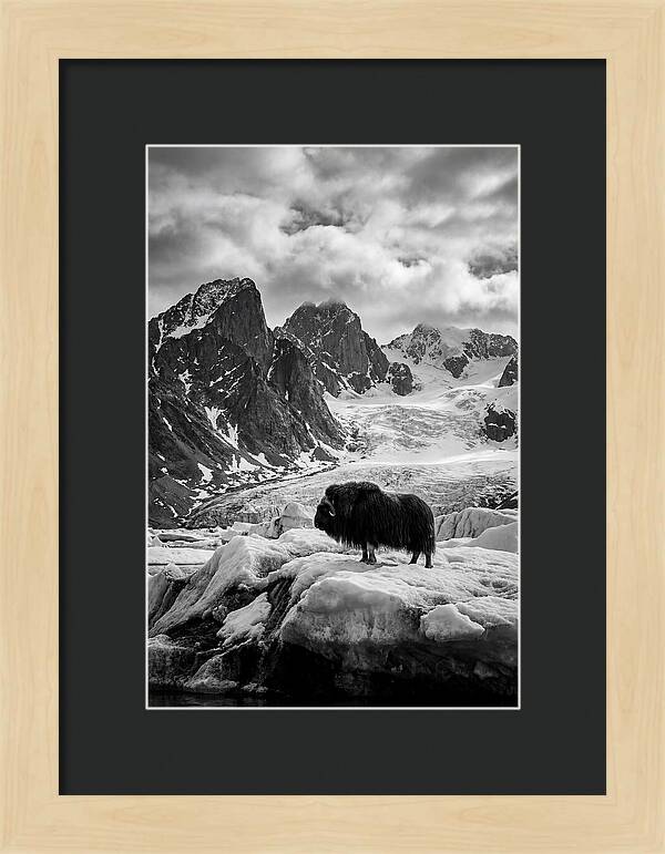 Musk Ox In Arctic Landscape