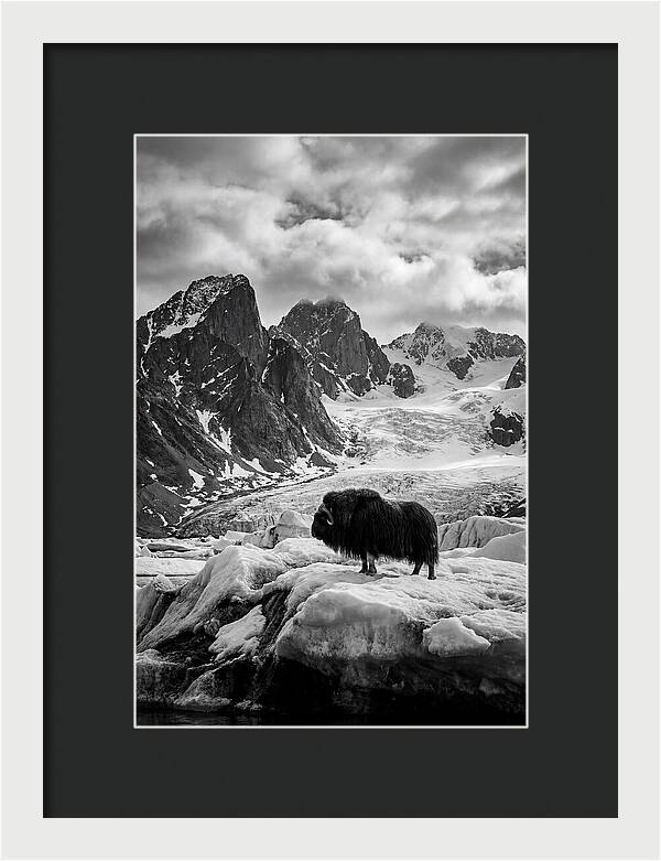 Musk Ox In Arctic Landscape