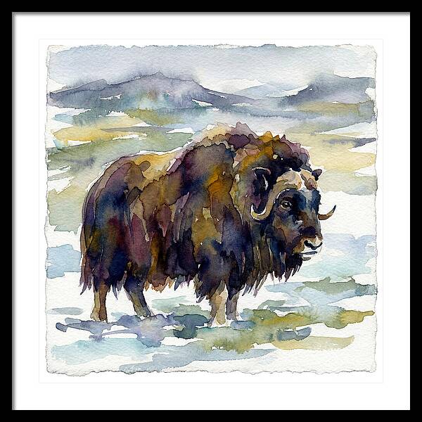 Musk Ox In Watercolor