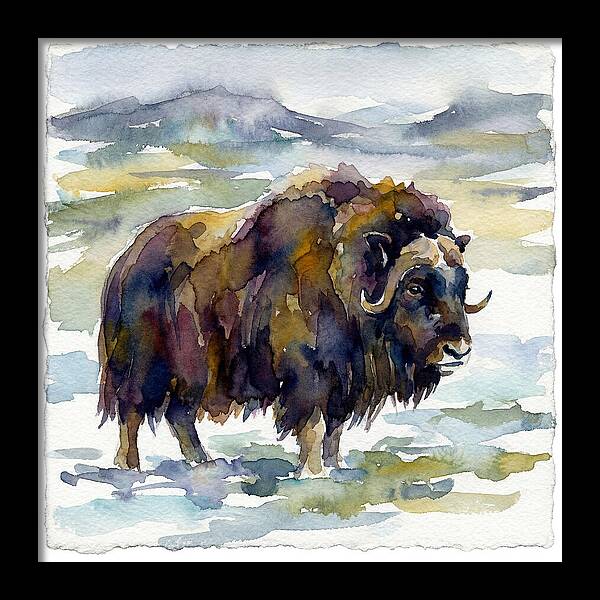 Musk Ox In Watercolor