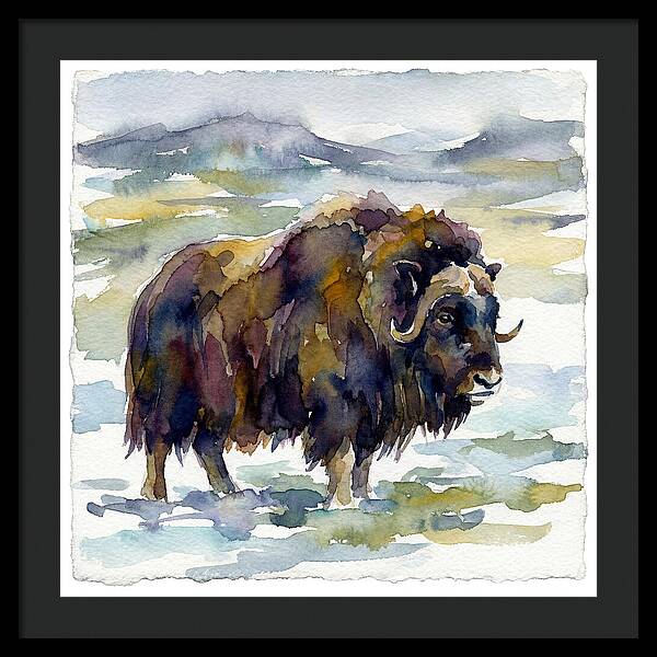 Musk Ox In Watercolor