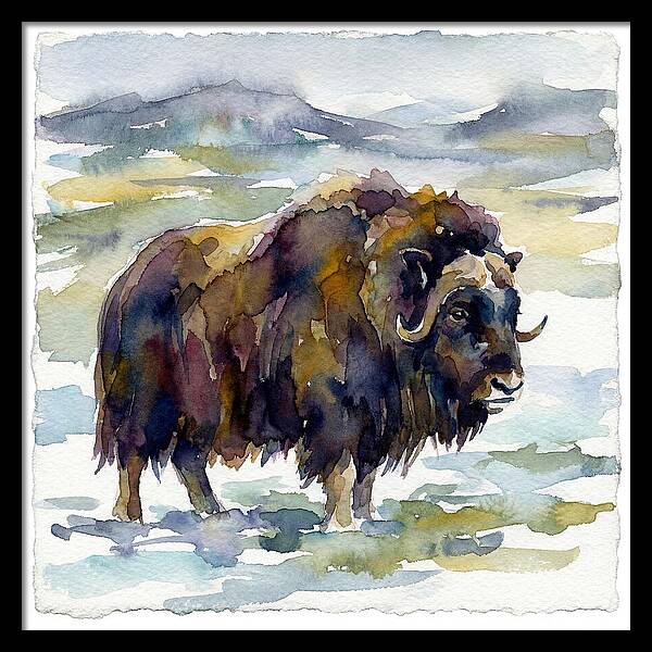 Musk Ox In Watercolor
