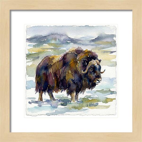 Musk Ox In Watercolor
