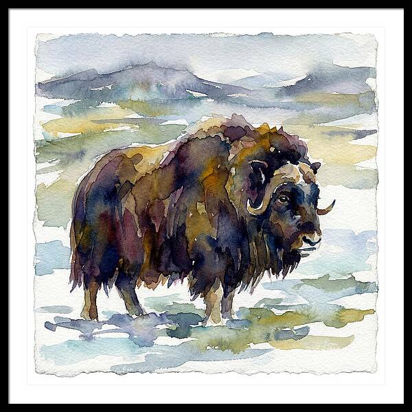 Musk Ox In Watercolor