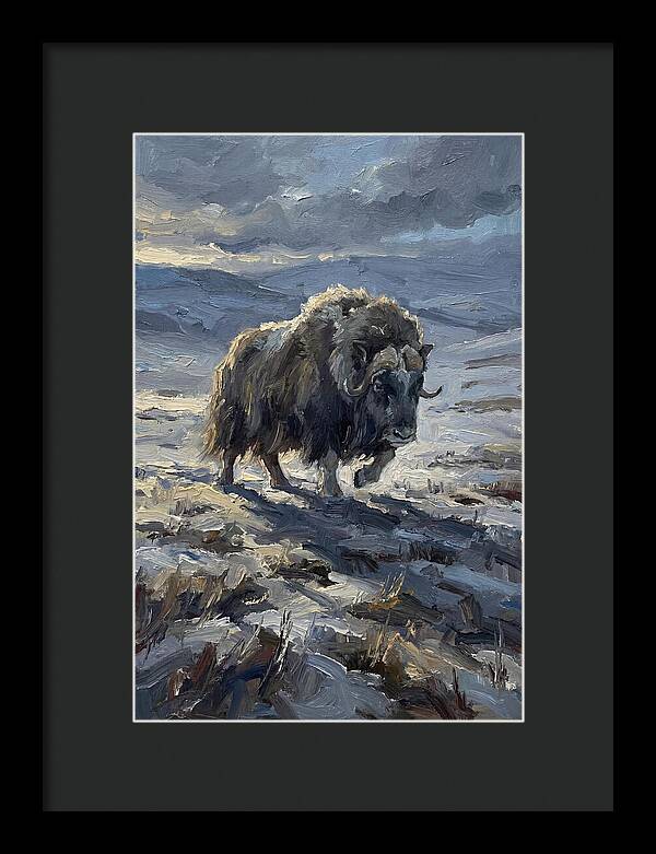 Musk Ox In Winter Landscape