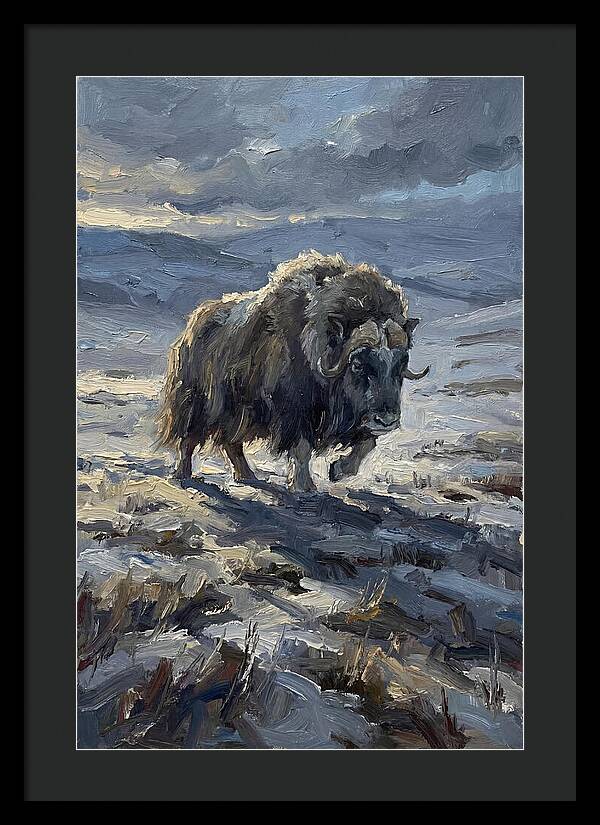 Musk Ox In Winter Landscape
