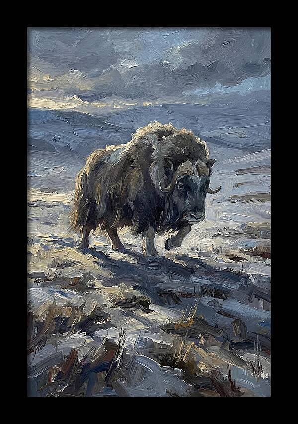 Musk Ox In Winter Landscape