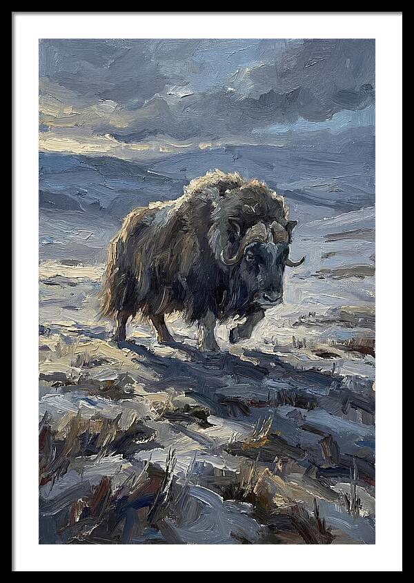 Musk Ox In Winter Landscape