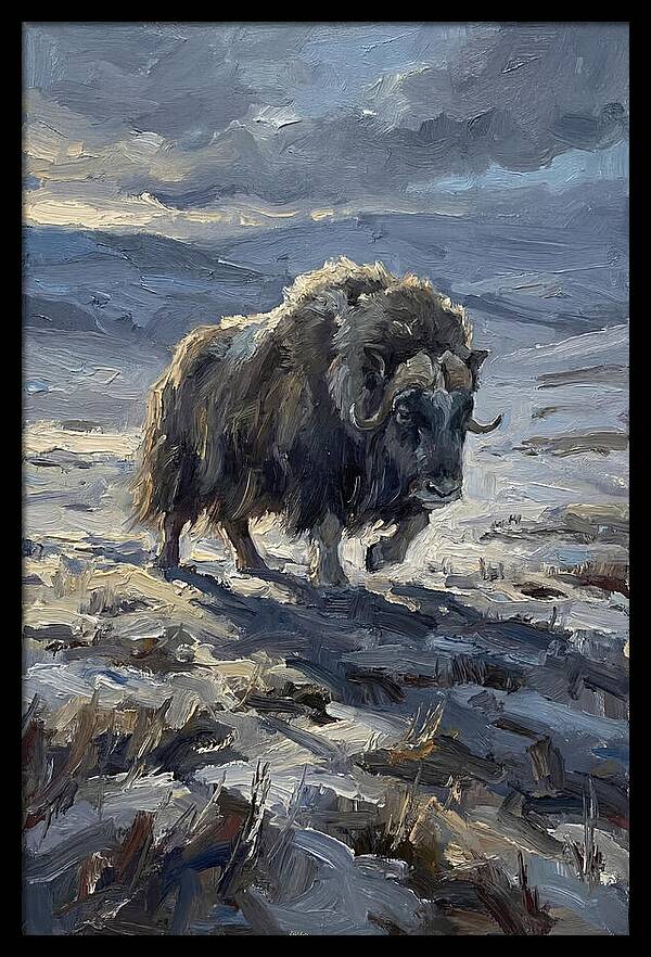 Musk Ox In Winter Landscape
