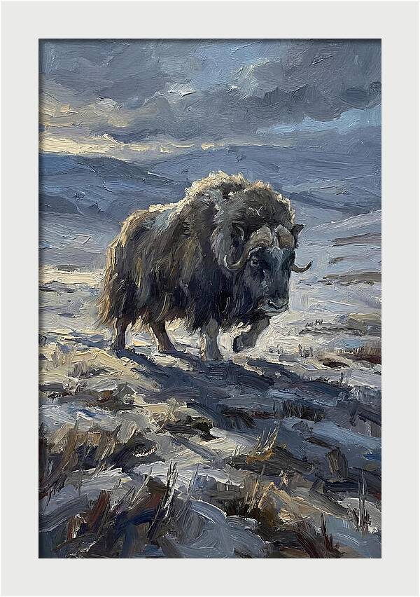 Musk Ox In Winter Landscape
