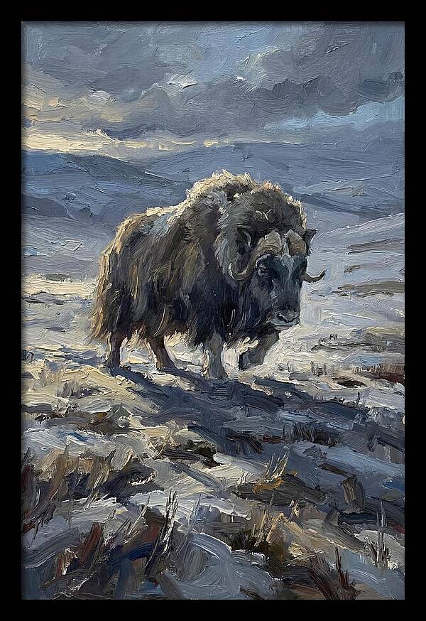 Musk Ox In Winter Landscape