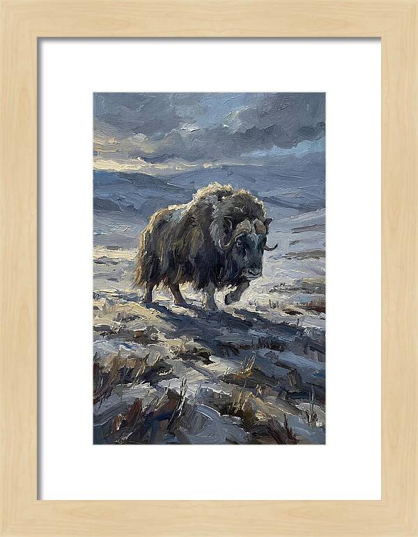 Musk Ox In Winter Landscape
