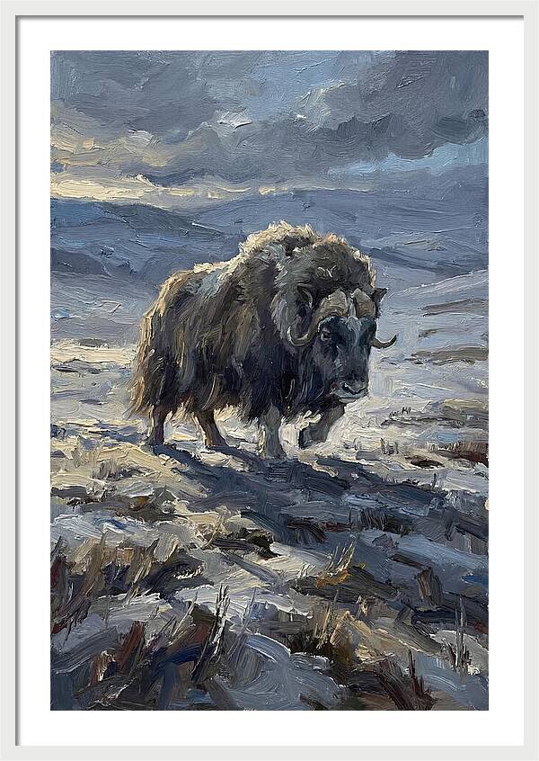 Musk Ox In Winter Landscape