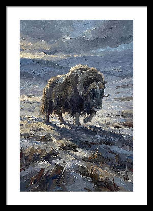 Musk Ox In Winter Landscape