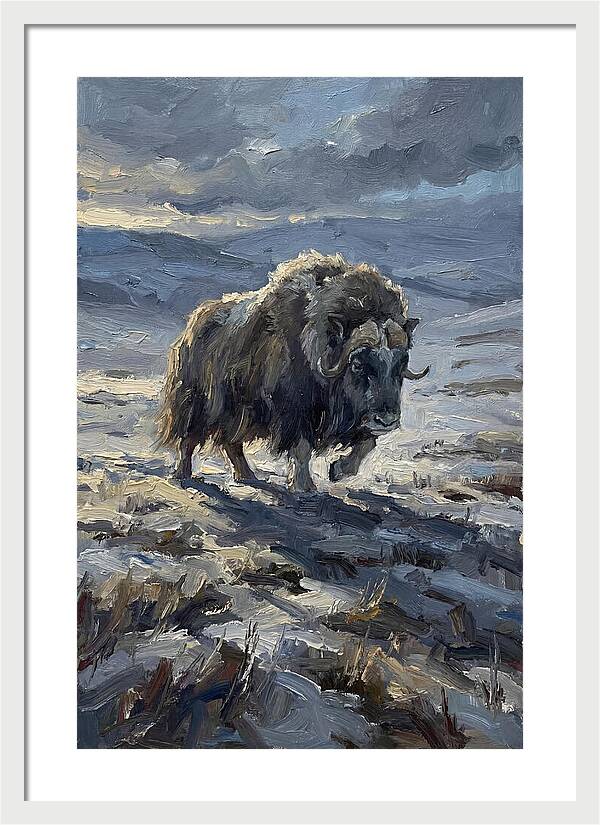 Musk Ox In Winter Landscape