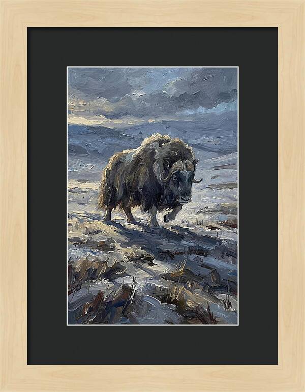 Musk Ox In Winter Landscape