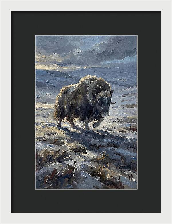 Musk Ox In Winter Landscape