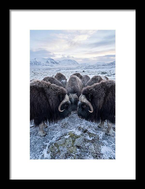 Musk Oxen In Defensive Circle