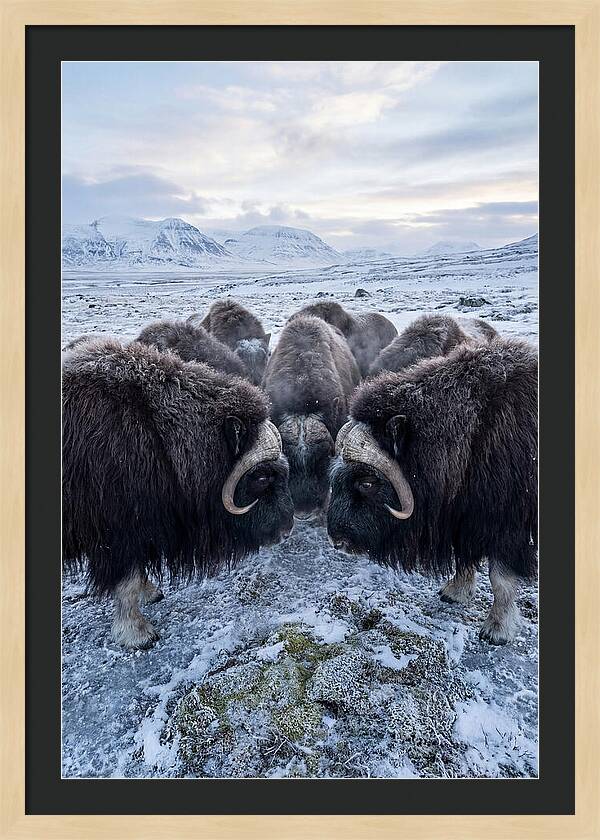 Musk Oxen In Defensive Circle