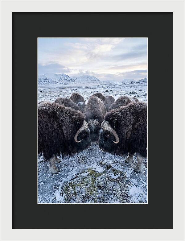 Musk Oxen In Defensive Circle