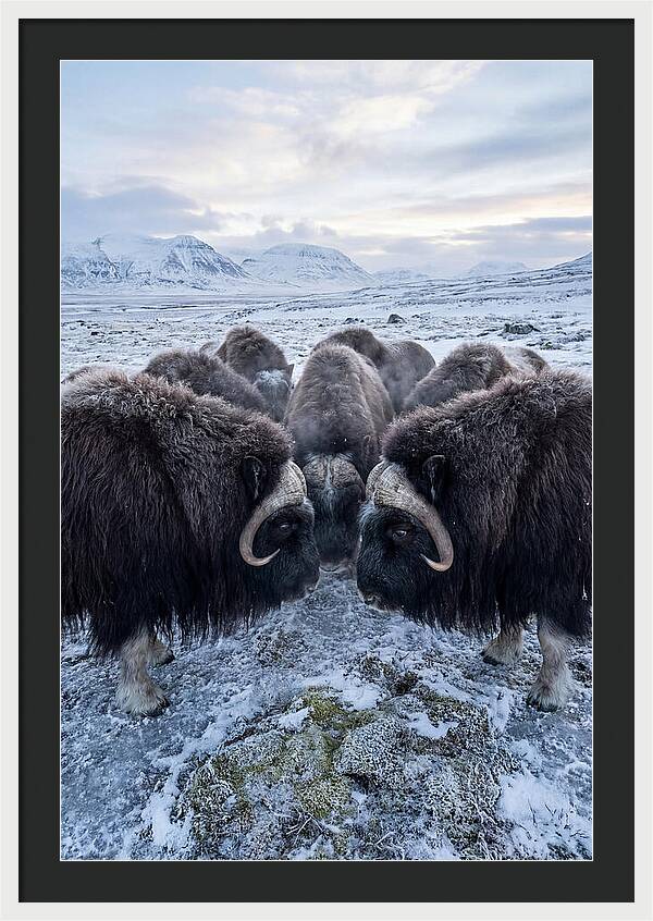 Musk Oxen In Defensive Circle
