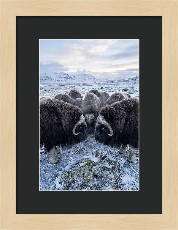 Musk Oxen In Defensive Circle