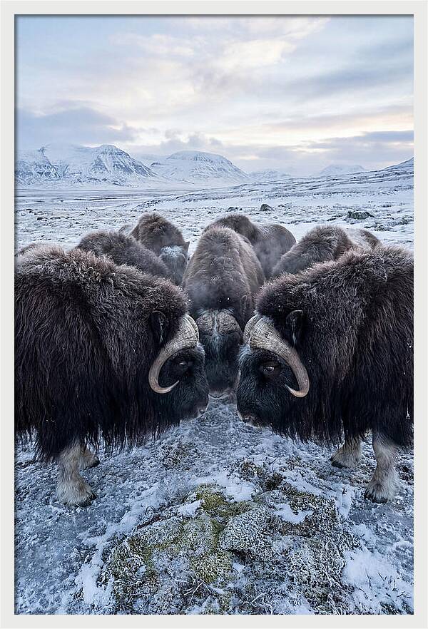 Musk Oxen In Defensive Circle