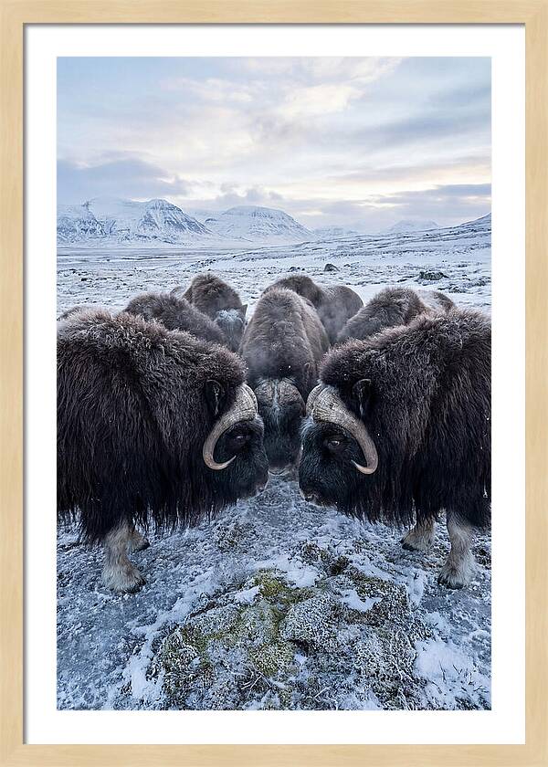 Musk Oxen In Defensive Circle