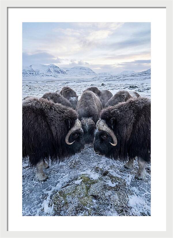 Musk Oxen In Defensive Circle