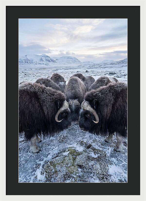 Musk Oxen In Defensive Circle