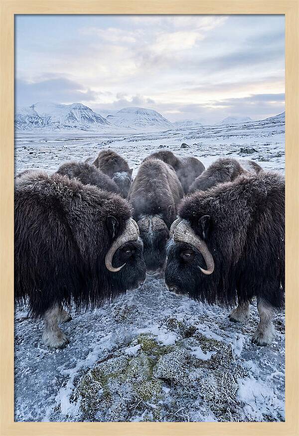 Musk Oxen In Defensive Circle