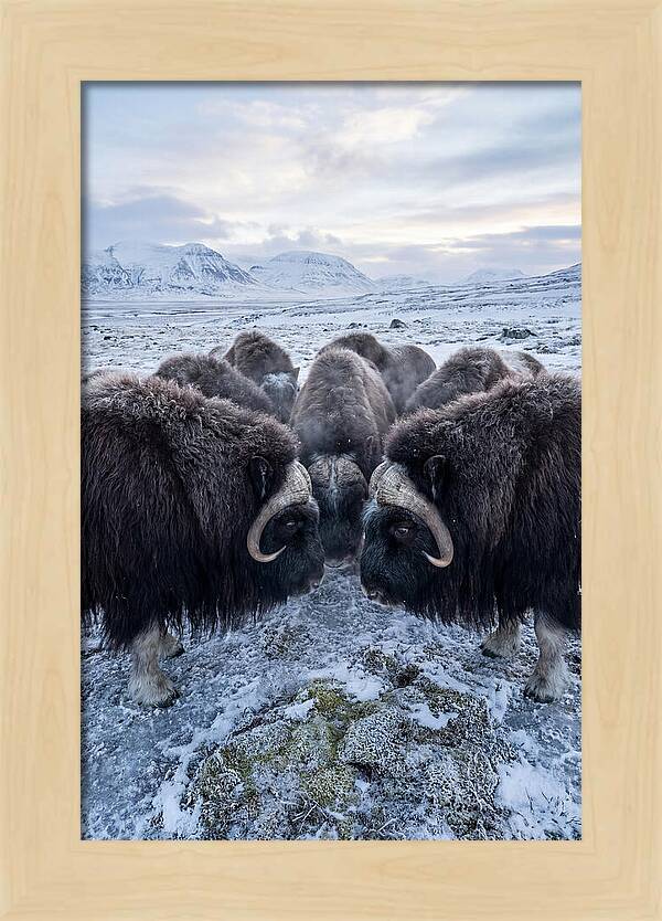 Musk Oxen In Defensive Circle